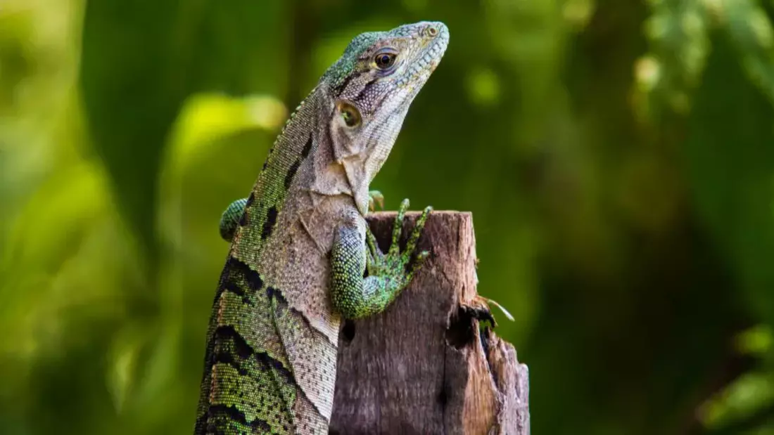 Die kleinen "Iguanas" sind im Dschungel und am Strand unterwegs