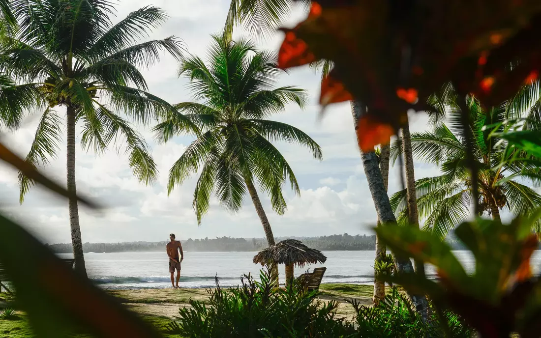 palmtrees in front of the ocean in indonesia