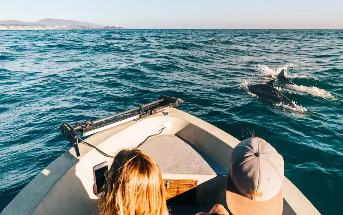 The best way to get up close and personal with dolphins and whales...