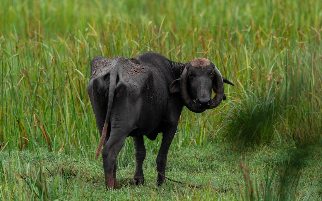 Gnu im grünen