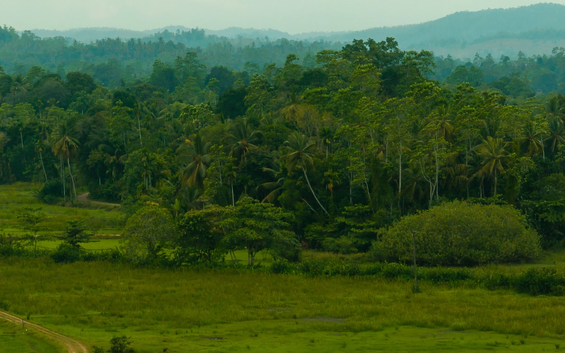 Sri Lanka sattes grün