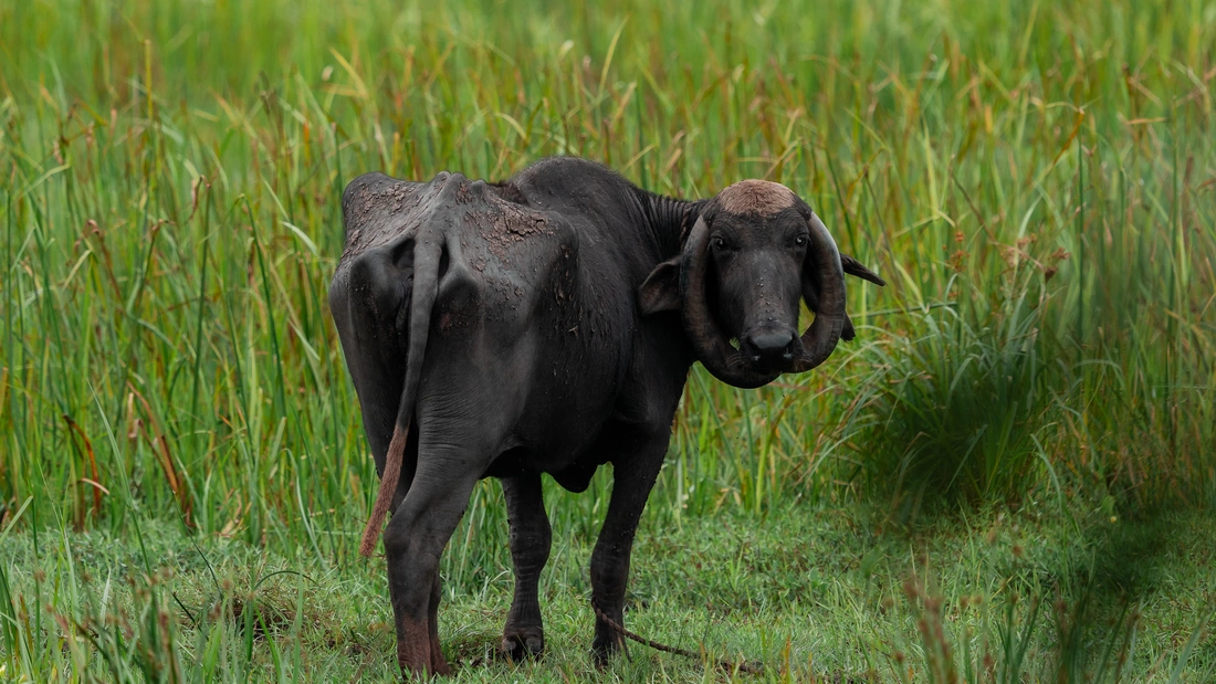 Gnu im Reisfeld von Sri Lanka