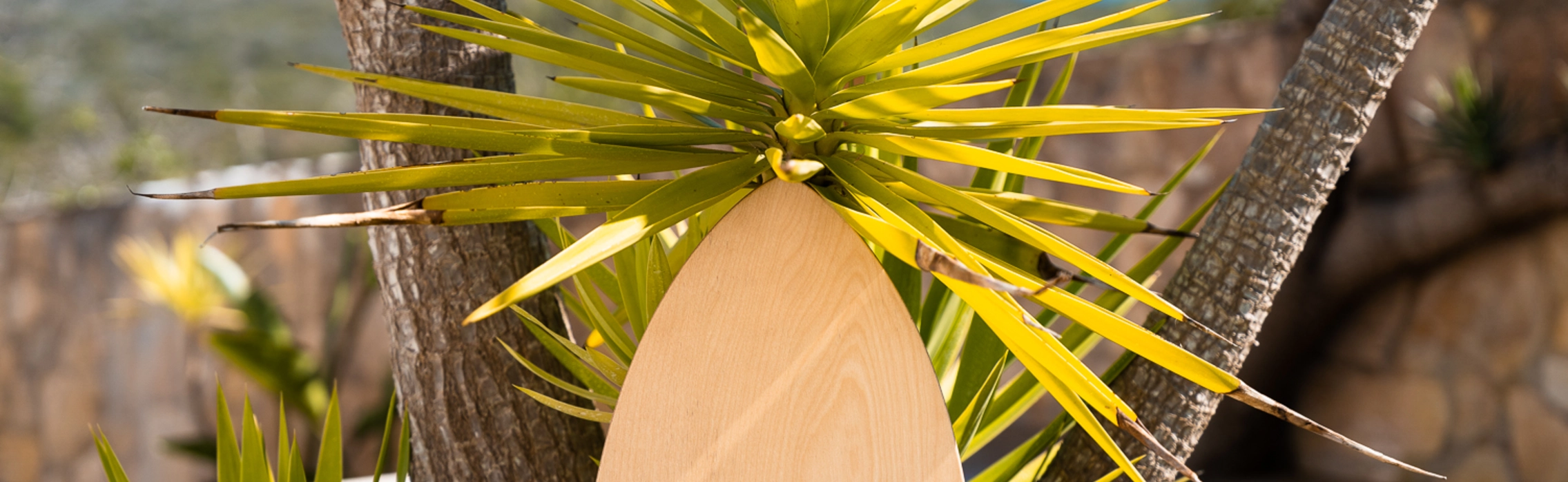 Balance Board aus Holz lehnt an Palme