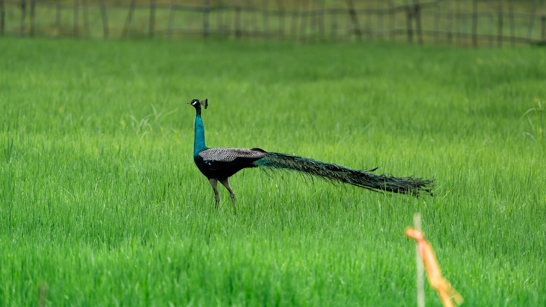 Ein Fau im Reisfeld von Sri Lanka