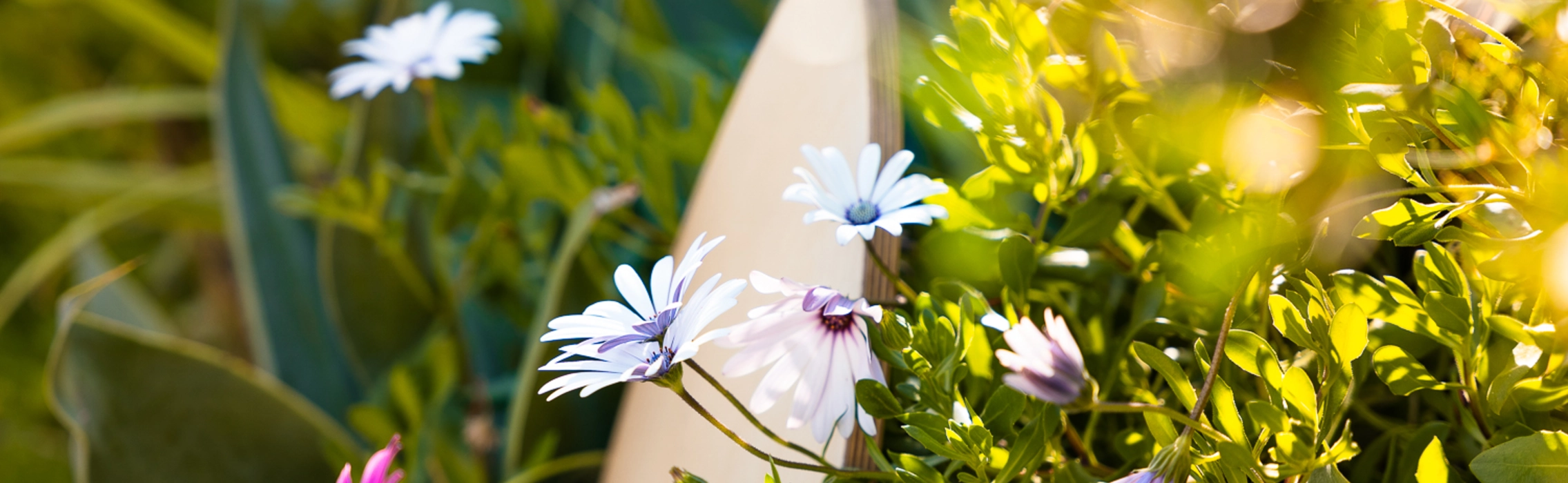 Balance Board aus Holz in Blumenbeet gelehnt