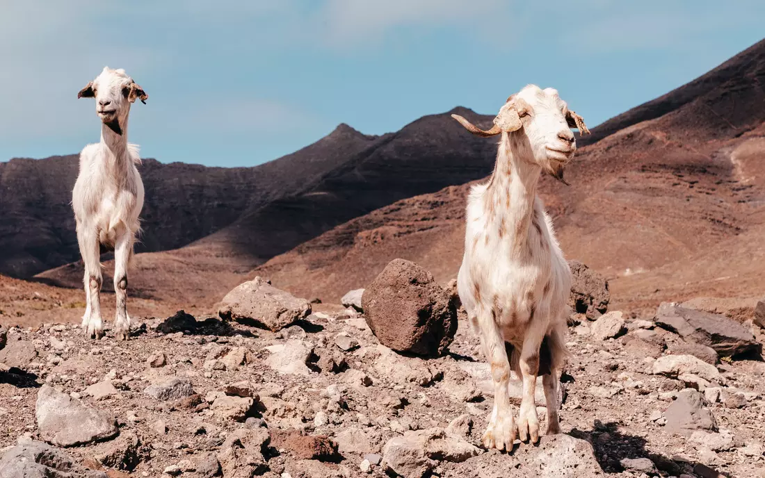 Free-ranging goats are part of the picture of Fuerteventura.