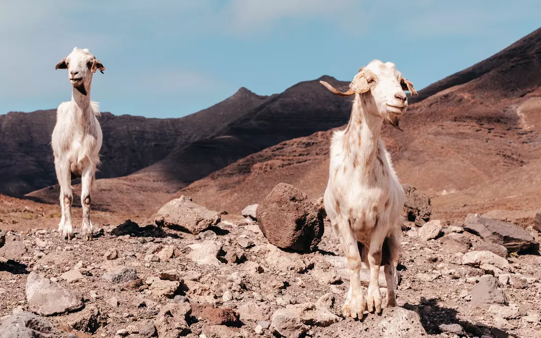 Freilaufende Ziegen gehören zum Bild von Fuerteventura.