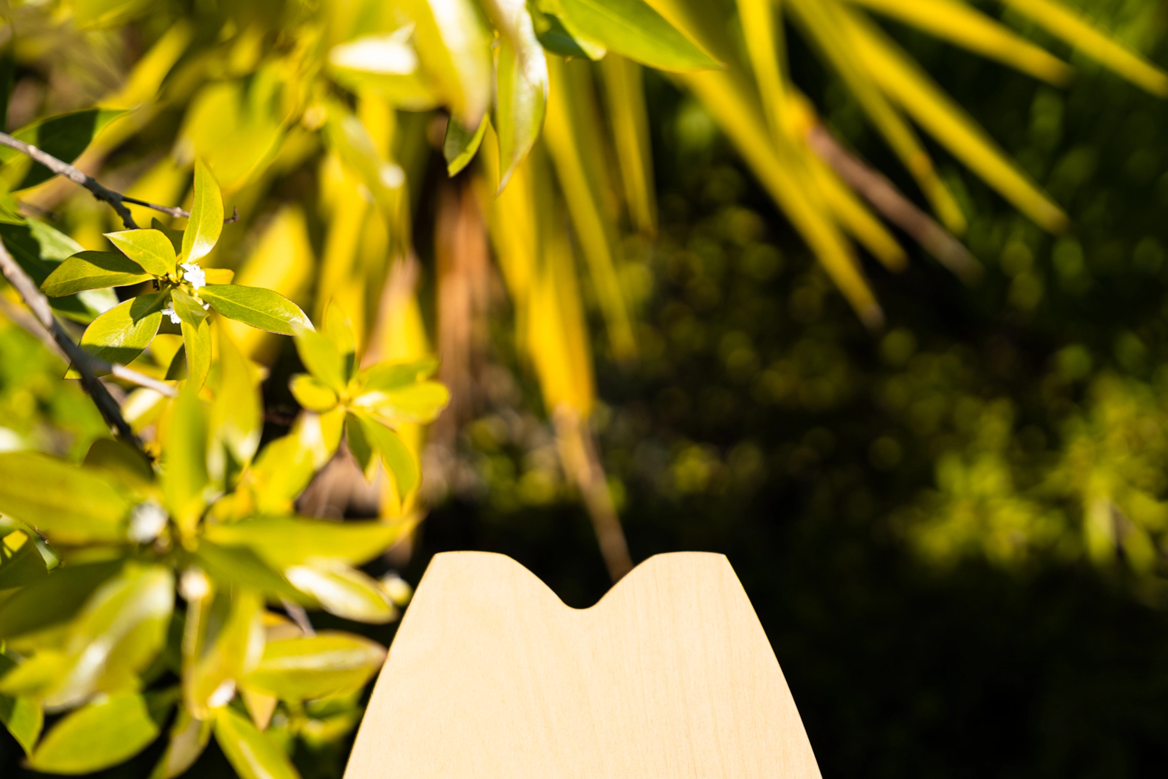 Unterteil eines Balance Board aus Holz vor Palmen