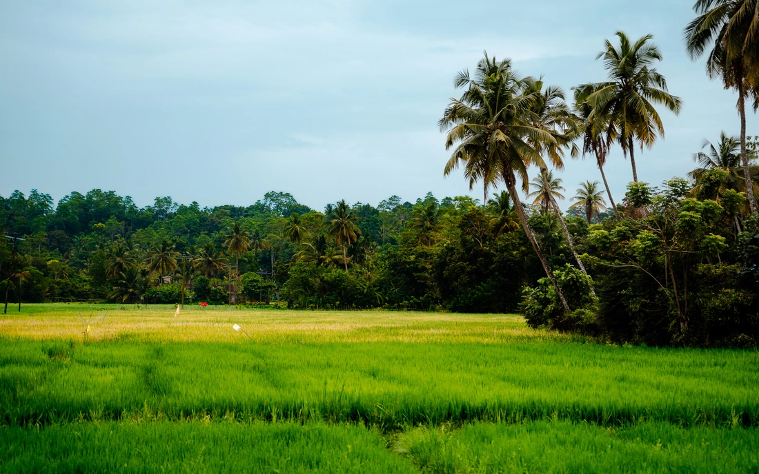 Grüne Reisfelder in Sri Lanka