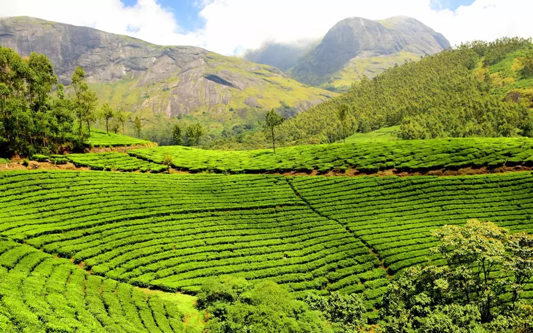 The famous tea plantations