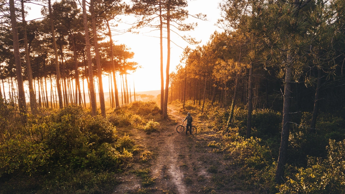 Radfahrer in Pinienwald bei Sonnenuntergang