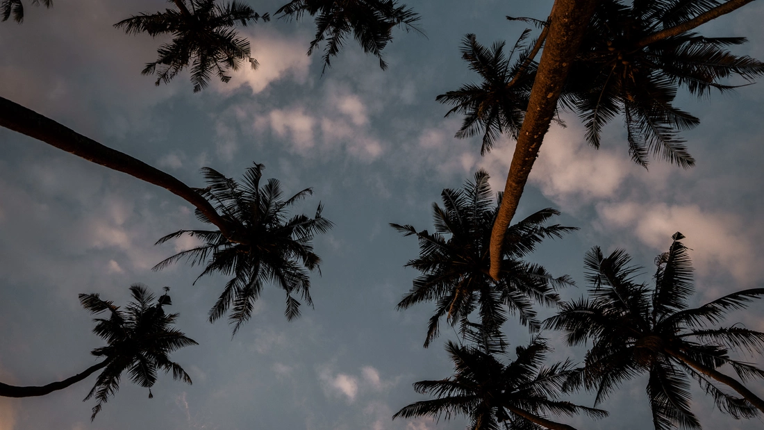 palmen und blauer himmel in sri lanka