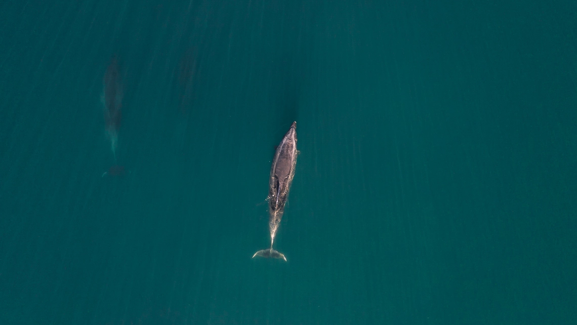 Delfin im Meer von oben