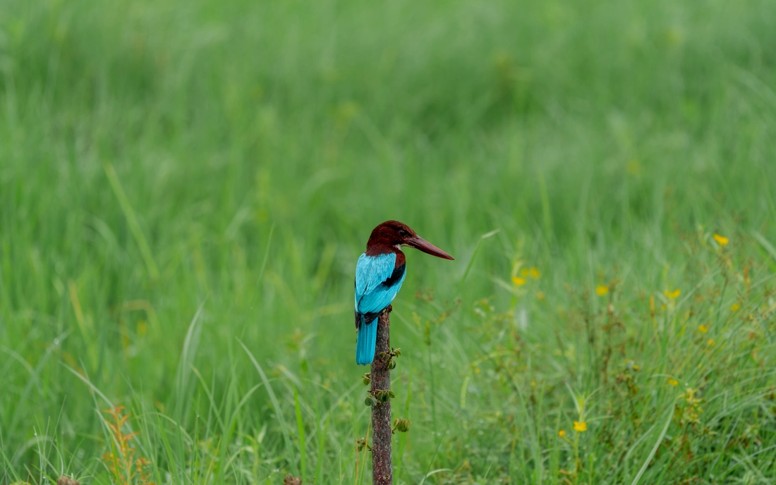 Blauer Vogel