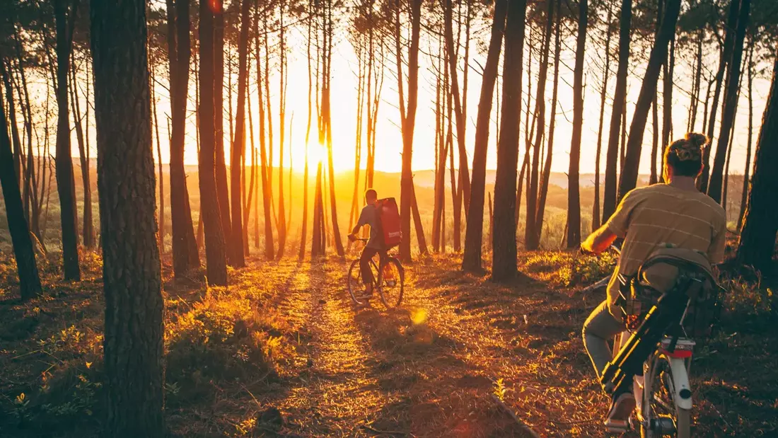 Cycling through the sunset in the pine forest