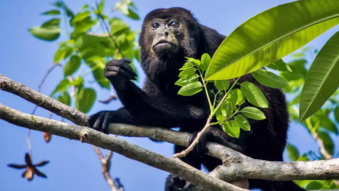 In Costa Rica könnt ihr Affen in freier Wildbahn sehen