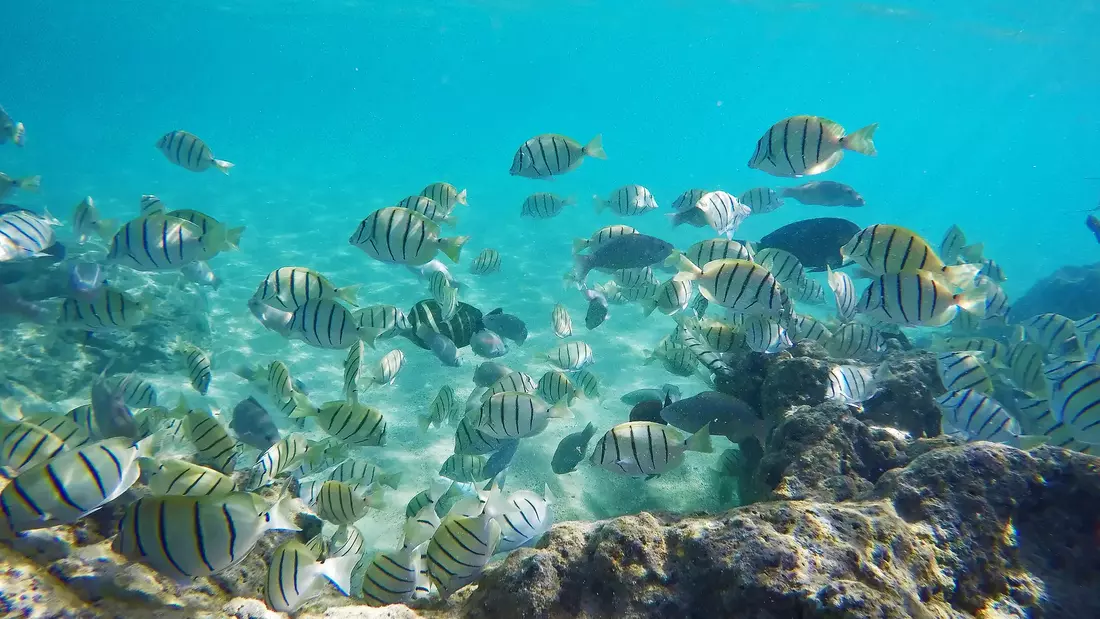 Fische unter Wasser