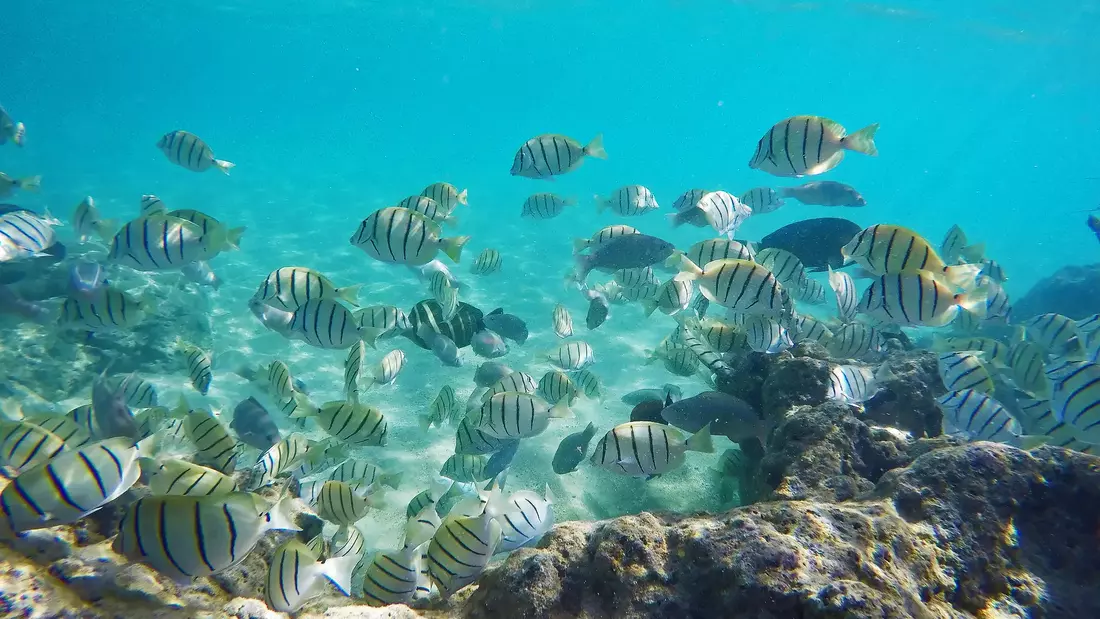Colorful fish, corals and reefs