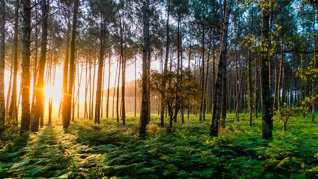 Where the forest meets the sea!