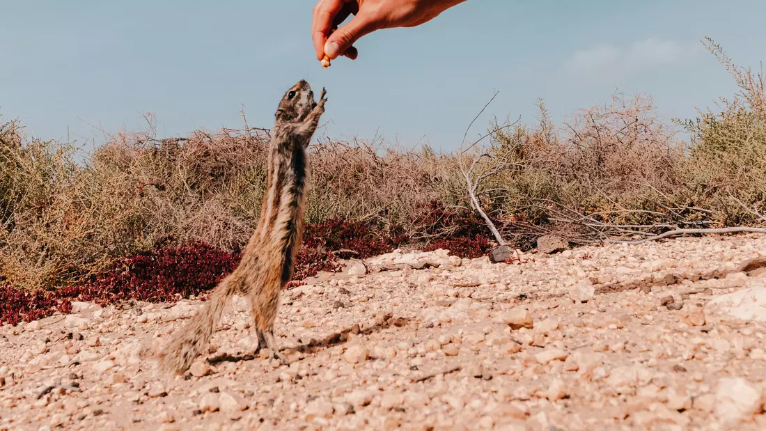 Findet einige Erdhörnchen in der Nähe des Strandes von el Cotillo.