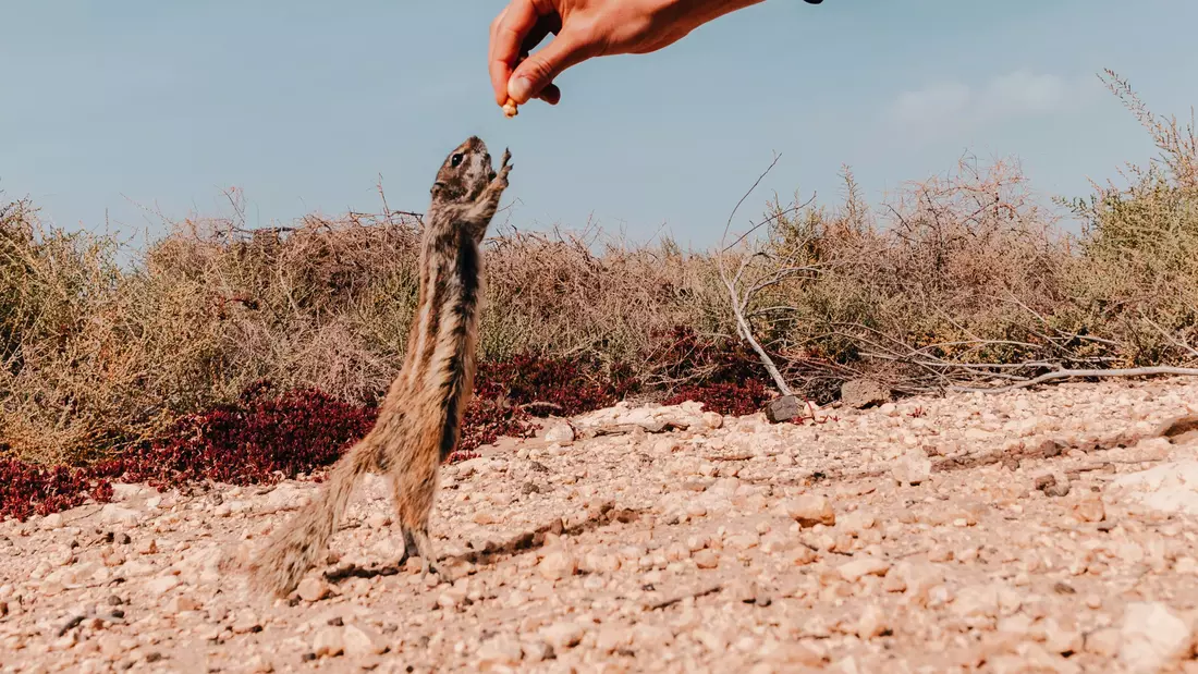 Find some gophers close to the Beach of el Cotillo.