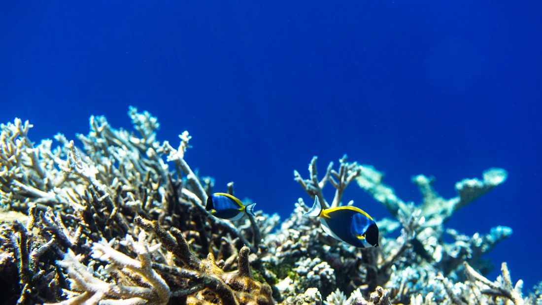 Entdecke eine neue Welt unter Wasser Entdecke eine neue Welt unter Wasser